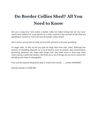 Do Border Collies Shed? All You Need to Know