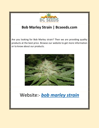 Bob Marley Strain | Bcseeds.com