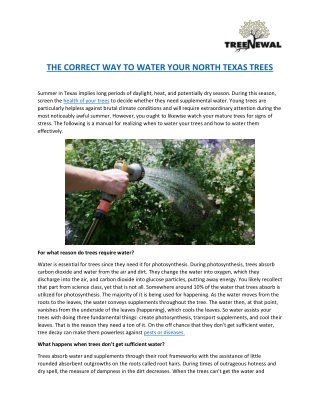 THE CORRECT WAY TO WATER YOUR NORTH TEXAS TREES