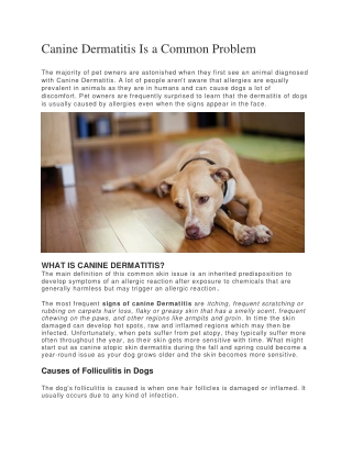 Canine Dermatitis Is a Common Problem