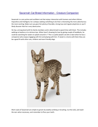 Savannah Cat Breed Information - Creature Companion