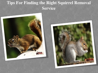 Tips For Finding the Right Squirrel Removal Service