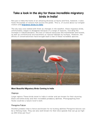 Take a look in the sky for these incredible migratory birds in India