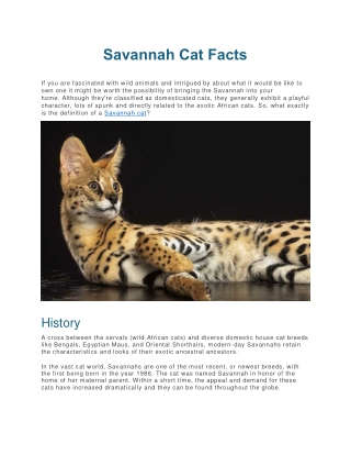 Savannah Cat Facts