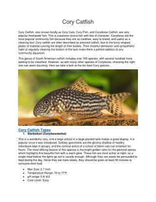 Five Common Types of Cory Catfish