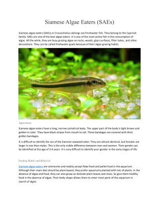 Siamese Algae Eaters (SAEs)