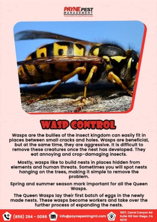 San diego Scorpion Control | San diego Wasp Control