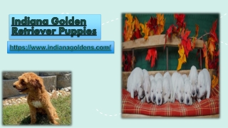 Best Indiana Golden Retriever Puppies for Sale