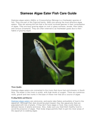 Siamese Algae Eater Fish Care Guide