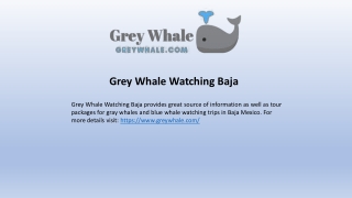 Grey Whale Watching Baja