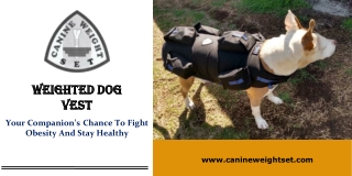 Weighted Dog Vest