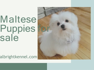 Maltese Puppies for sale