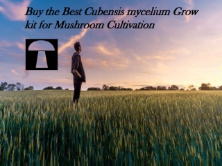 Buy the Best Cubensis mycelium Grow kit for Mushroom Cultivation