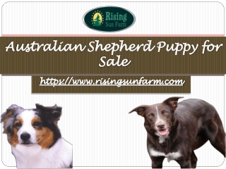 Australian Shepherd for Sale | Rising Sun Farm