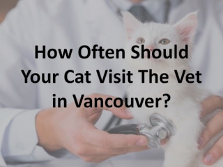 How Often Should Your Cat Visit The Vet in Vancouver