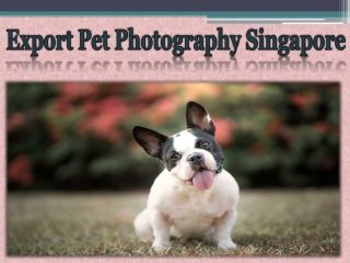 Export Pet Photography Singapore