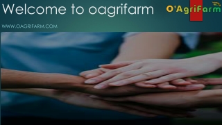 Obtain the Onion Price at Oagri Farm