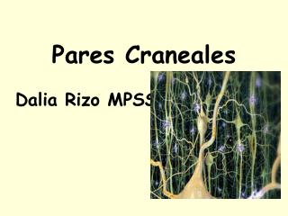 Pares Craneales