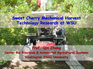 Sweet Cherry Mechanical Harvest Technology Research at WSU