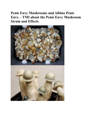 Penis envy mushrooms and albino penis envy the penis envy mushroom strains