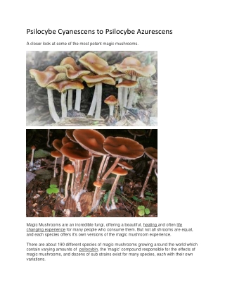 Psilocybe cyanescens to psilocybe azurescens the most potent magic mushrooms compared
