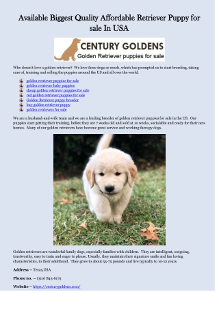 Golden Retriever puppy breeder