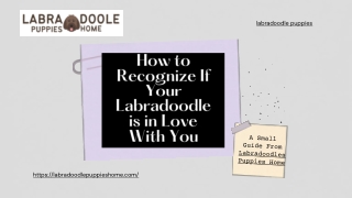 How to Recognize If Your Labradoodle is in Love With You?