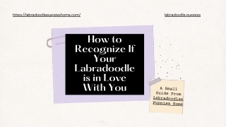 How to Recognize If Your Labradoodle is in Love With You?