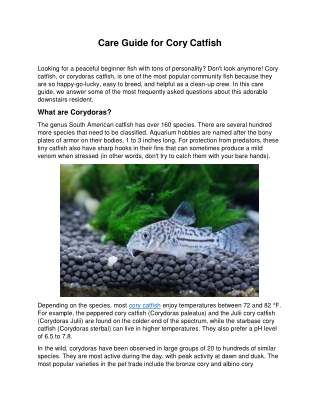 Care Guide for Cory Catfish