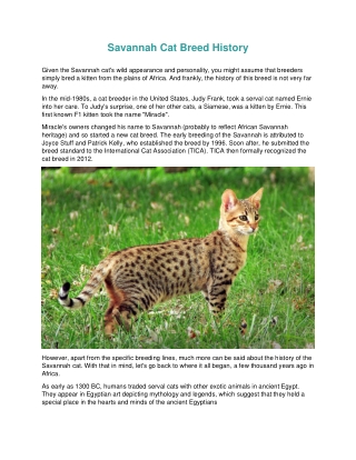 Savannah Cat Breed History