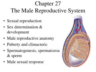 Chapter 27 The Male Reproductive System