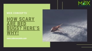How Scary Are Bed Bugs Here’s Why!