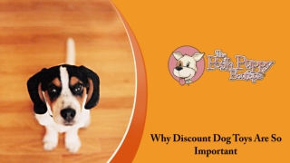 Why Discount Dog Toys Are So Important