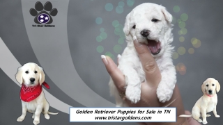 Golden Retriever Puppies for Sale in TN - Tristar Goldens