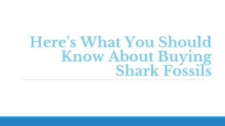 Here’s What You Should Know About Buying Shark Fossils