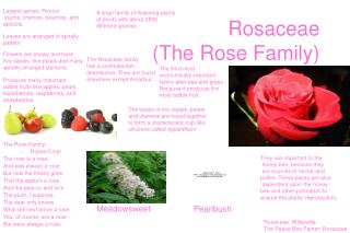Rosaceae (The Rose Family)