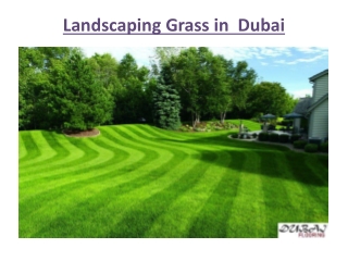 Landscaping Grass Dubai