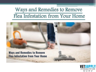 How to remove flea infestation from home? | Pet Supplies | VetSupply