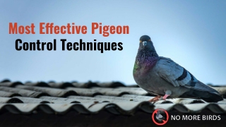 Most Effective Pigeon Control Techniques