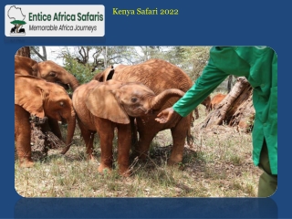 Kenya Safari 2022