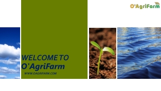 Get to Know  Turmeric price|O'AgriFarm