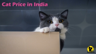 Cat price In India