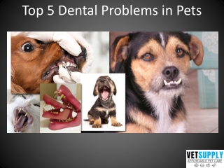 Top 5 Dental Problems in Pets | Pet Supplies | VetSupply