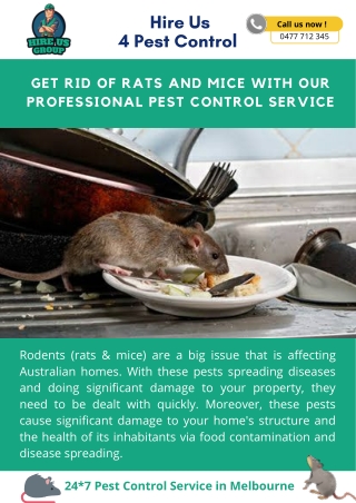 Get Rid of Rats and Mice With our Professional Pest Control Service