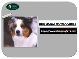 Blue Merle Border Collies Provided by Rising Sun Farm