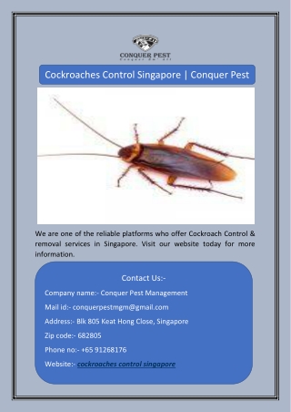 Cockroaches Control Singapore | Conquer Pest