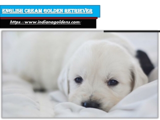 English Cream Golden Retriever Puppies for sale | Indiana Goldens