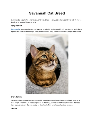 Savannah Cat Breed
