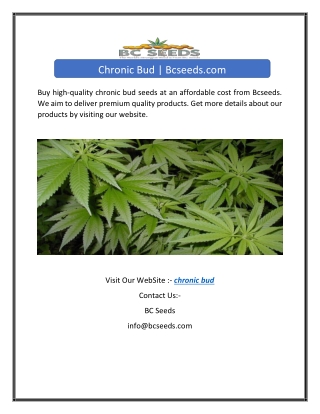 Chronic Bud | Bcseeds.com