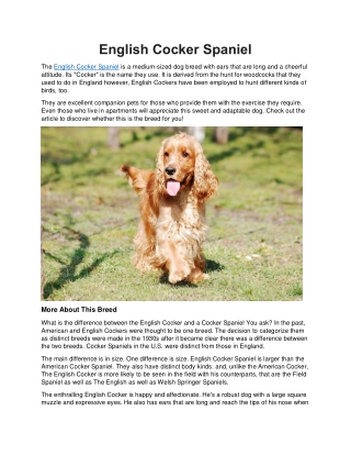 English Cocker Spaniel